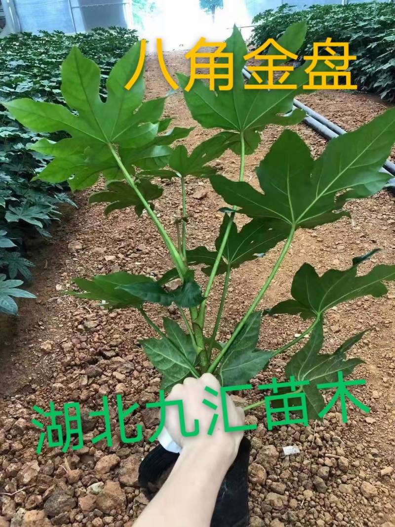 八角金盘毛鹃金森女贞火焰南天竹红花继木法国冬青