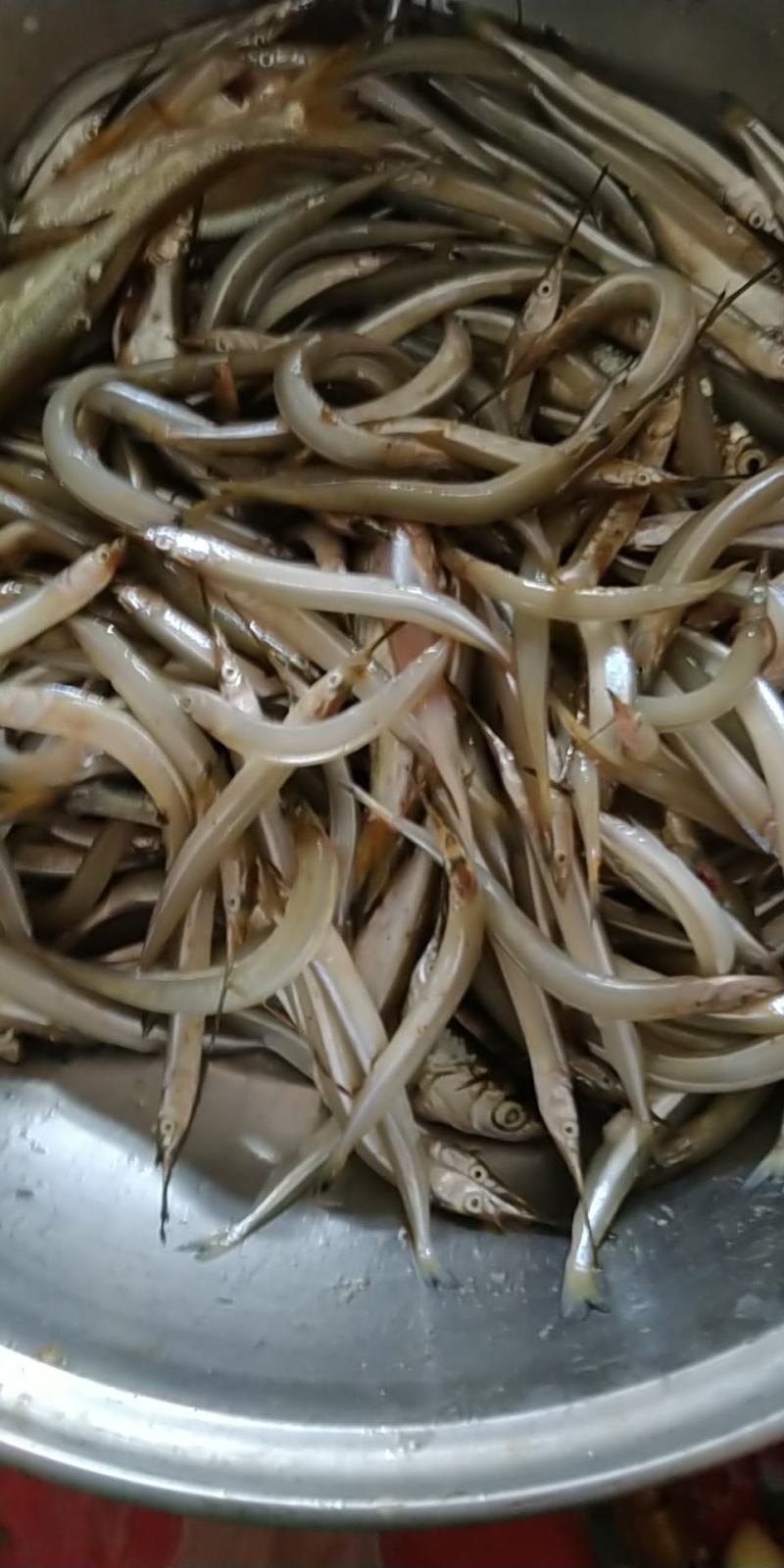 原生态河道毛刀鱼！白条！针头鱼！蓝刀！翘嘴！鳑鲏鱼！