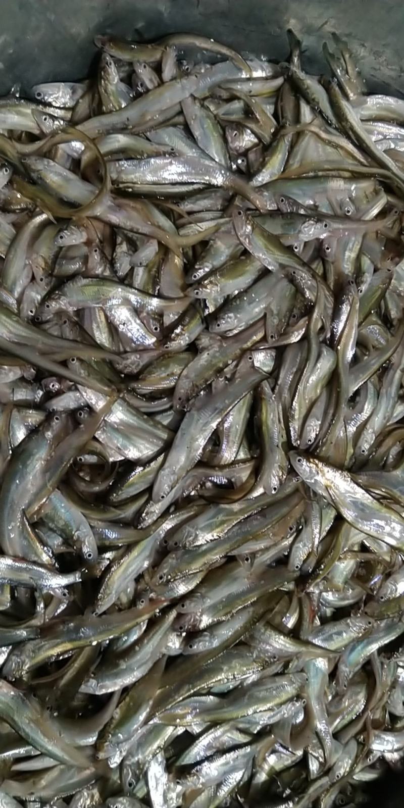 原生态河道毛刀鱼！白条！针头鱼！蓝刀！翘嘴！鳑鲏鱼！