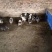 猪山东香猪基底直供规格多肉质鲜美价格美丽欢迎视频现场看货