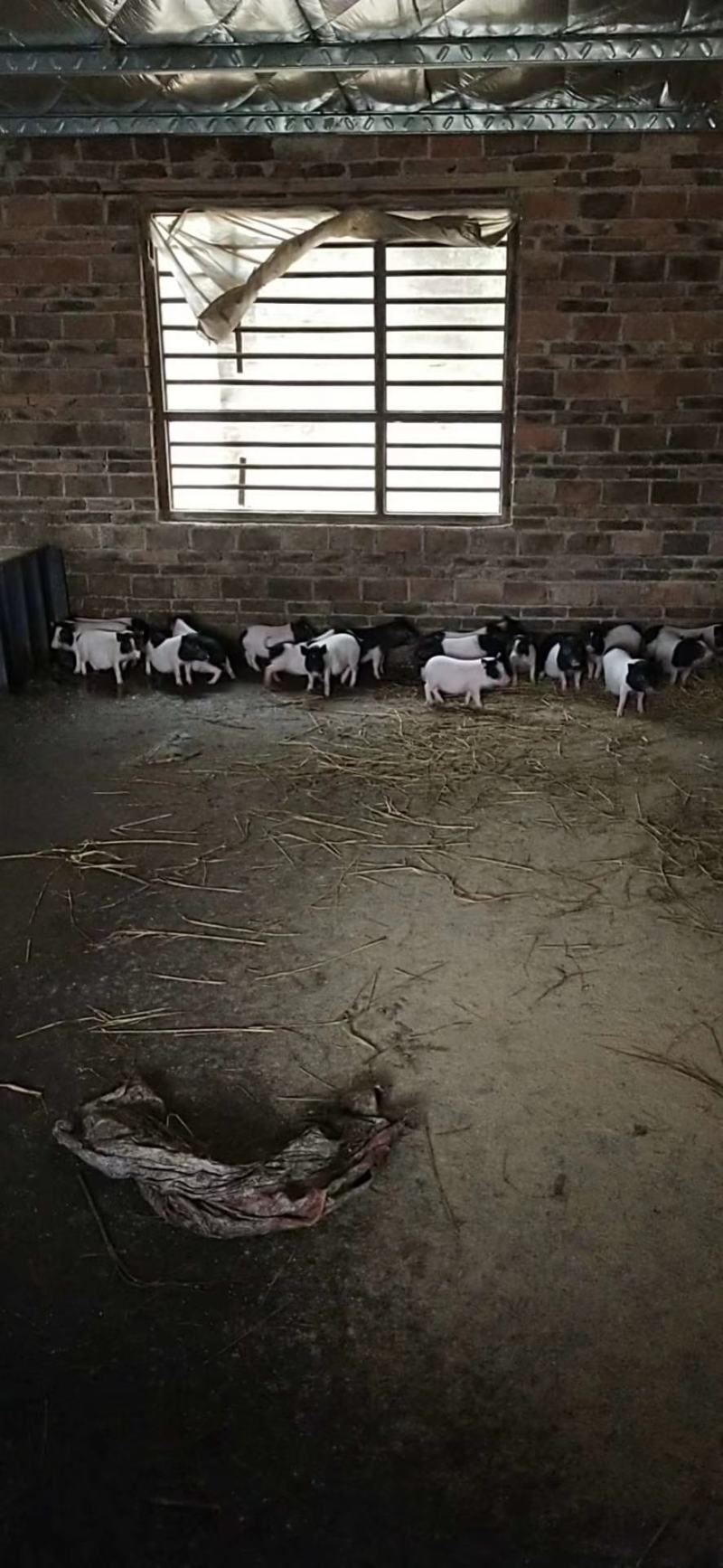 猪山东香猪基底直供规格多肉质鲜美价格美丽欢迎视频现场看货