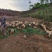 猪山东香猪基底直供规格多肉质鲜美价格美丽欢迎视频现场看货