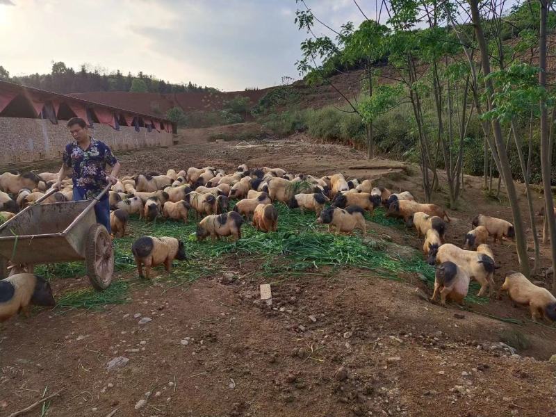 猪山东香猪基底直供规格多肉质鲜美价格美丽欢迎视频现场看货