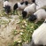 猪山东香猪基底直供规格多肉质鲜美价格美丽欢迎视频现场看货