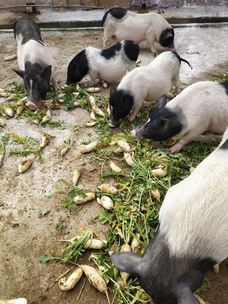 猪山东香猪基底直供规格多肉质鲜美价格美丽欢迎视频现场看货