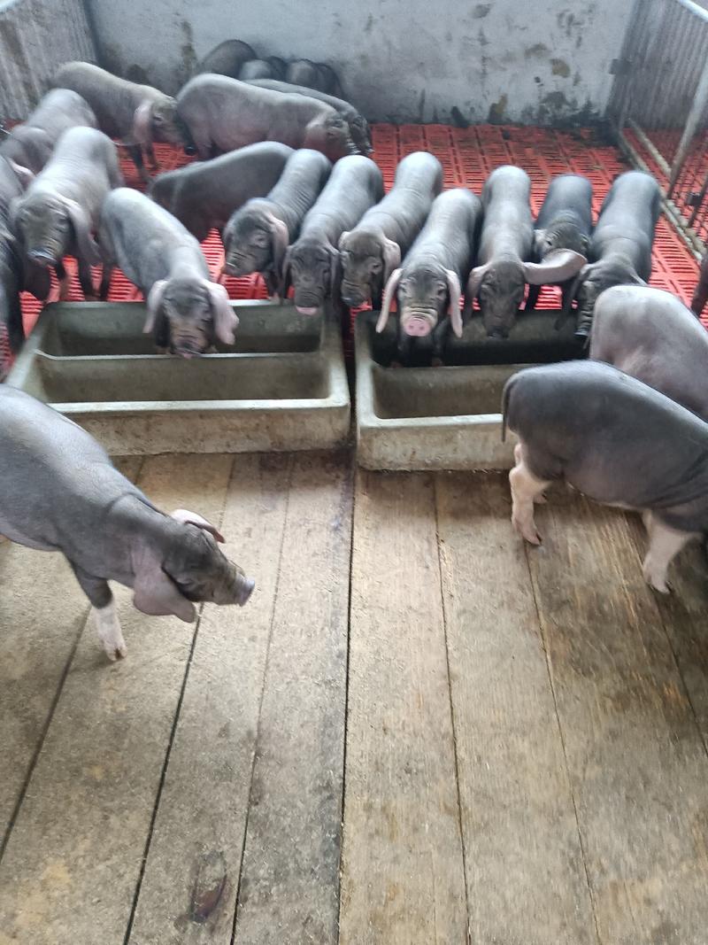 (黑猪)母猪猪场出售防疫齐全，沂蒙黑仔猪全国发货价格低