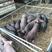 (黑猪)母猪猪场出售防疫齐全，沂蒙黑仔猪全国发货价格低