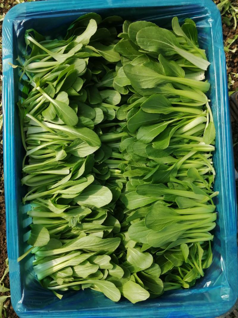 鸡毛菜；：：：：：：：