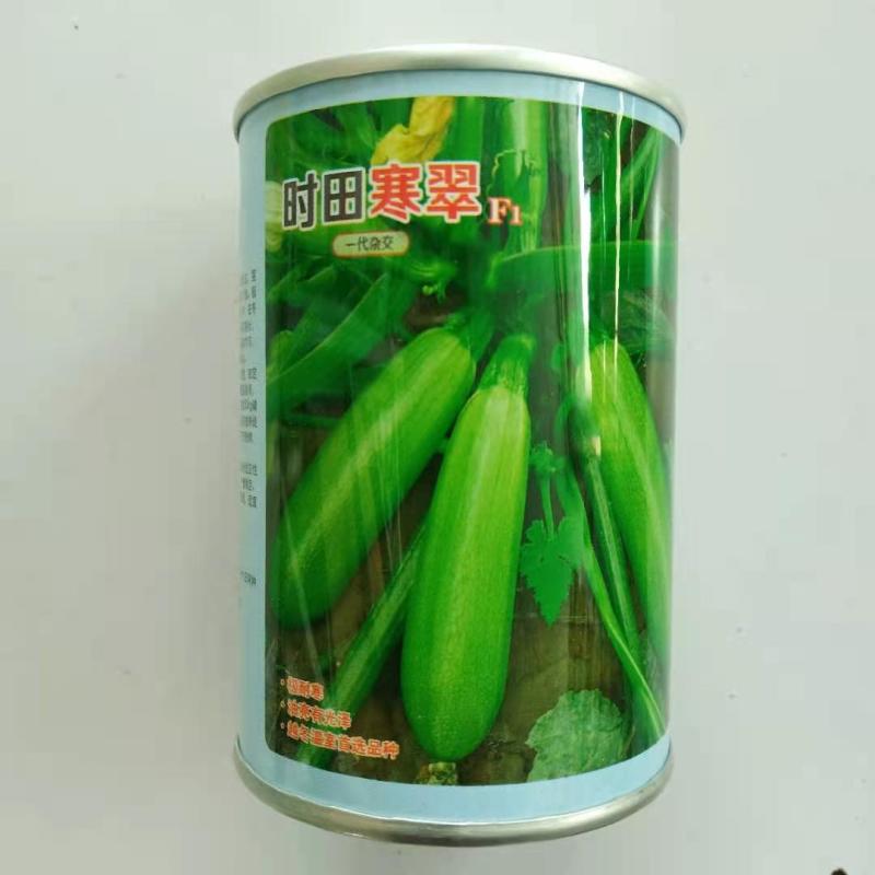 西葫芦种子寒之春大田专用品种油绿品种杂交种子