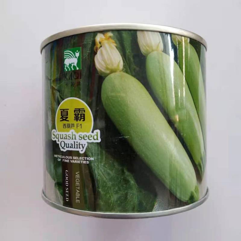 西葫芦种子寒之春大田专用品种油绿品种杂交种子