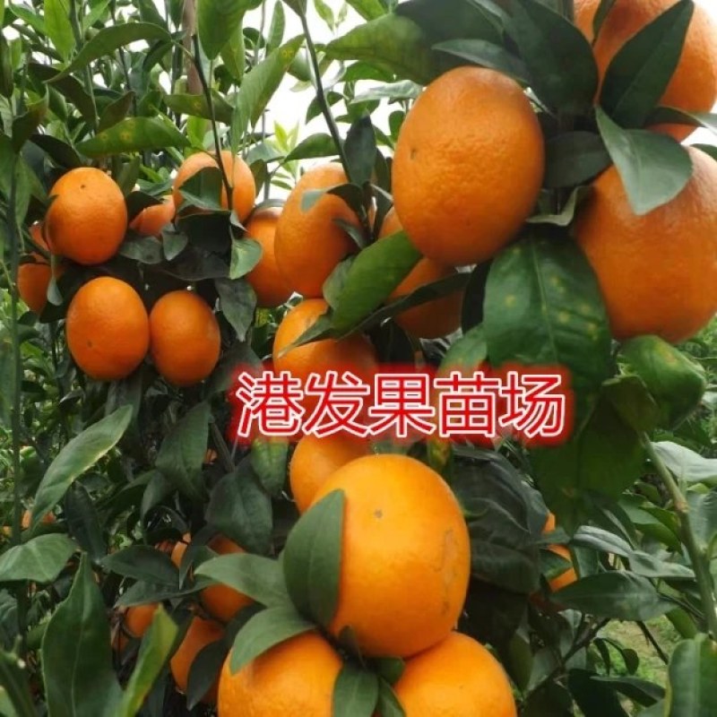 沃柑苗091无核沃柑苗南北方种植果树苗正品嫁接苗好种易活