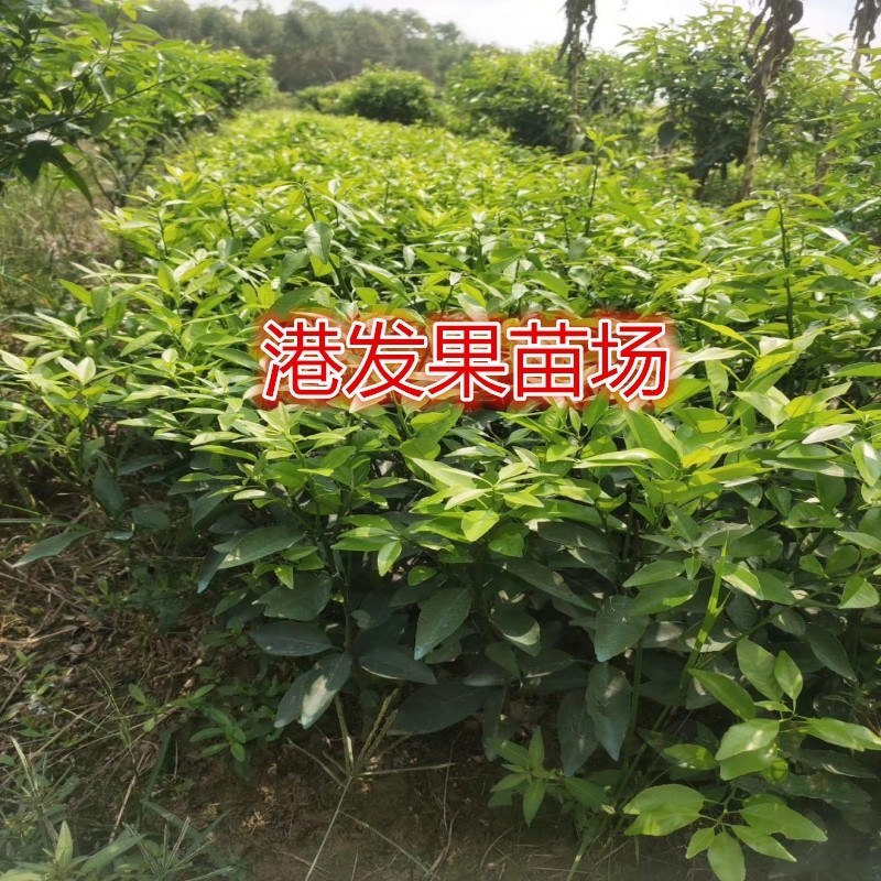 沃柑苗091无核沃柑苗南北方种植果树苗正品嫁接苗好种易活