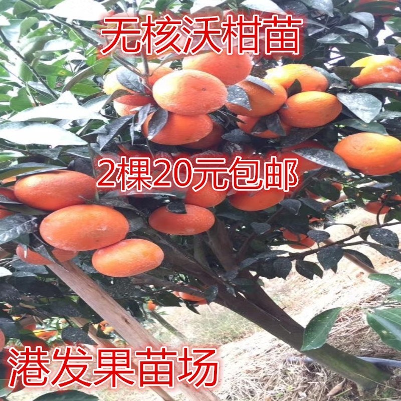 沃柑苗091无核沃柑苗南北方种植果树苗正品嫁接苗好种易活