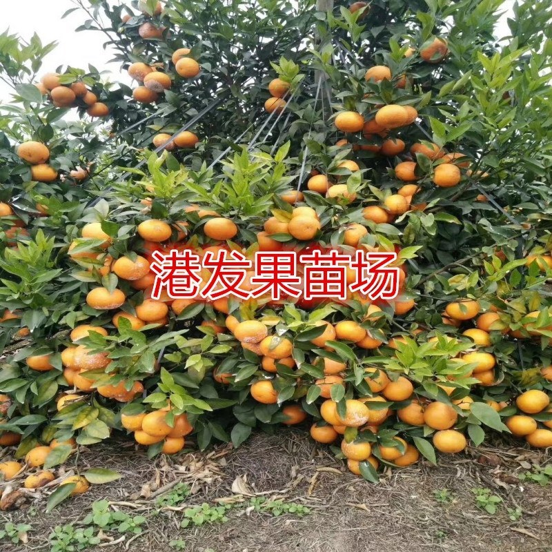 沃柑苗091无核沃柑苗南北方种植果树苗正品嫁接苗好种易活