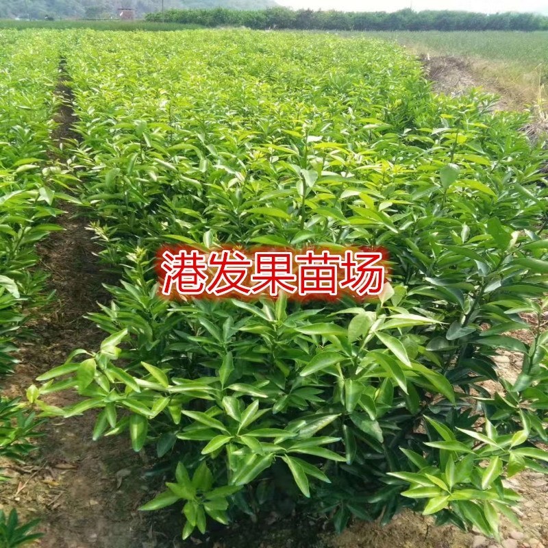 沃柑苗091无核沃柑苗南北方种植果树苗正品嫁接苗好种易活