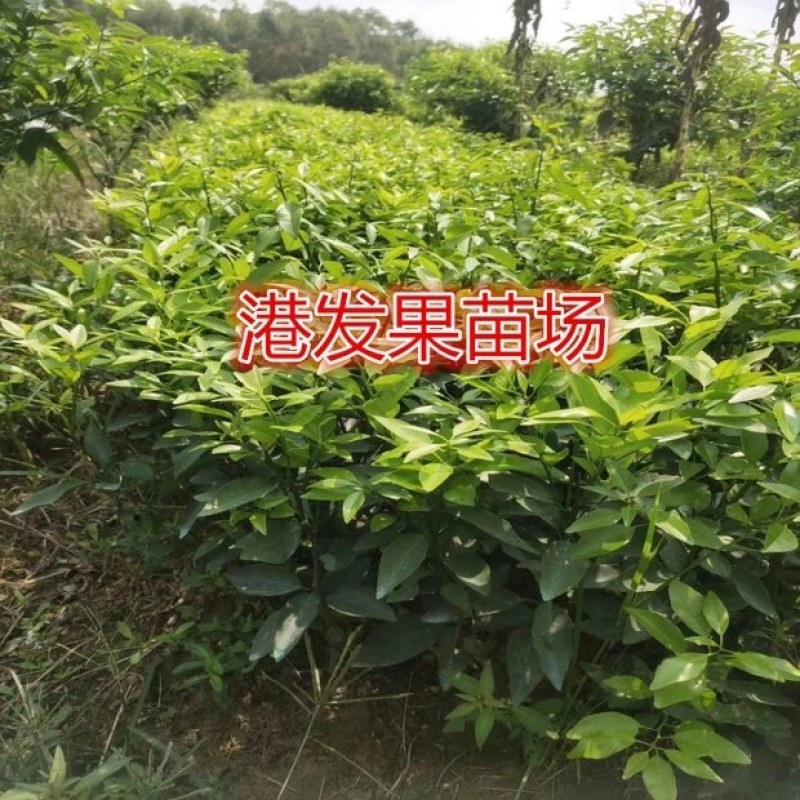 沃柑苗091无核沃柑苗南北方种植果树苗正品嫁接苗好种易活