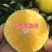 皇帝柑苗嫁接苗皇妃贡柑苗南北方庭院种植果树苗当年结果