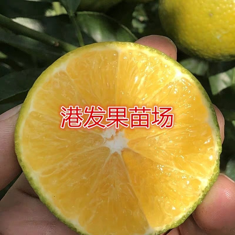 皇帝柑苗嫁接苗皇妃贡柑苗南北方庭院种植果树苗当年结果