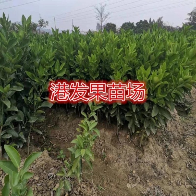 皇帝柑苗嫁接苗皇妃贡柑苗南北方庭院种植果树苗当年结果