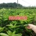 皇帝柑苗嫁接苗皇妃贡柑苗南北方庭院种植果树苗当年结果