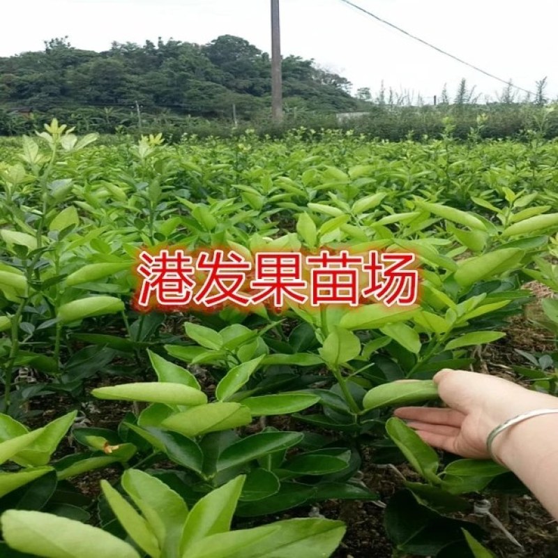 皇帝柑苗嫁接苗皇妃贡柑苗南北方庭院种植果树苗当年结果