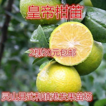 皇帝柑苗嫁接苗皇妃贡柑苗南北方庭院种植果树苗当年结果
