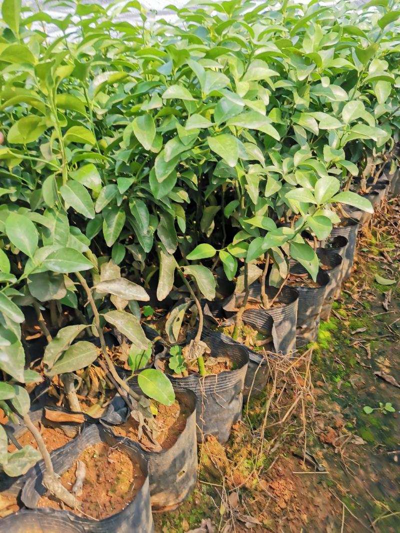 桂柚一号沙田柚，包正宗假一赔十（不用授粉提供免费种植技术
