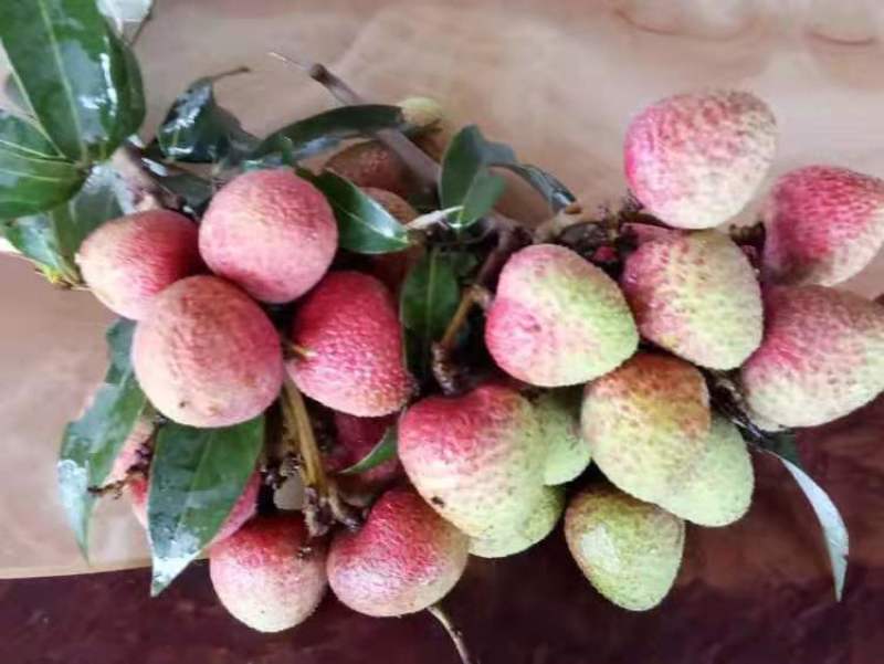 【正品】香蜜荔枝苗仙挑荔枝苗电白荔枝苗提供技术