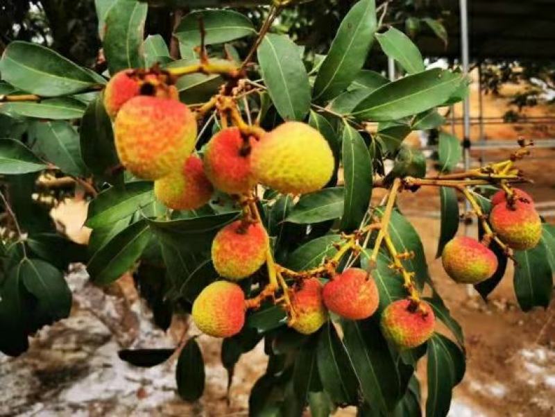 【正品】香蜜荔枝苗仙挑荔枝苗电白荔枝苗提供技术