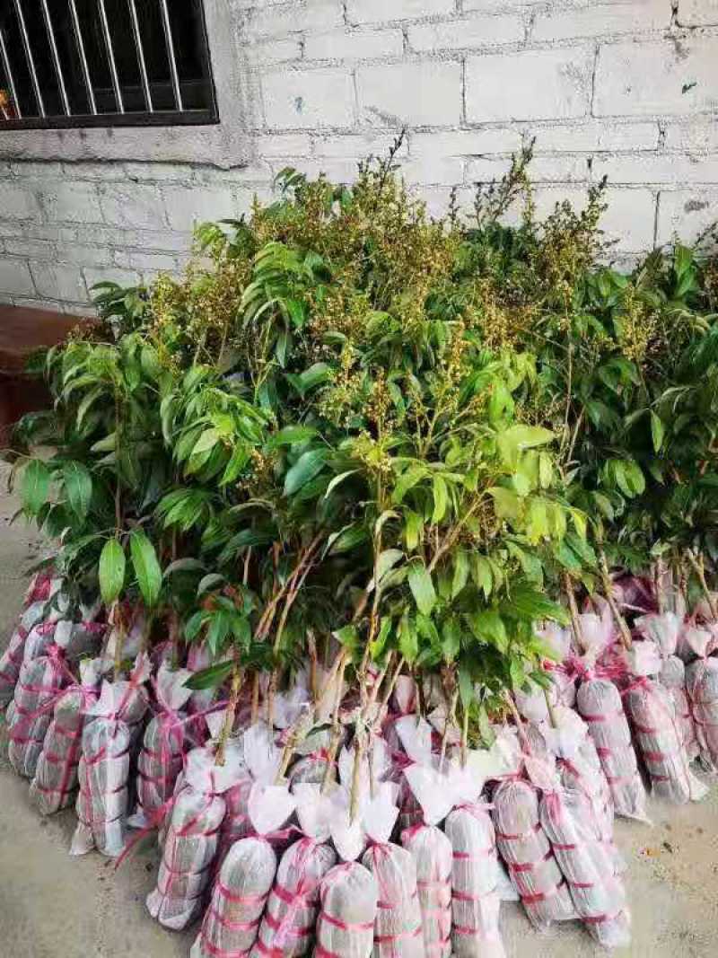 【正品】香蜜荔枝苗仙挑荔枝苗电白荔枝苗提供技术