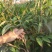 【正品】香蜜荔枝苗仙挑荔枝苗电白荔枝苗提供技术