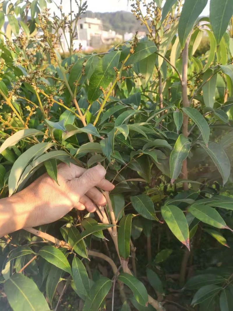 【正品】香蜜荔枝苗仙挑荔枝苗电白荔枝苗提供技术