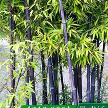 紫竹/紫竹苗/竹子庭院绿化盆栽竹子室内盆栽阳台装饰