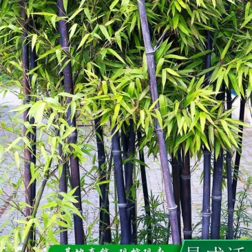 紫竹/紫竹苗/竹子庭院绿化盆栽竹子室内盆栽阳台装饰