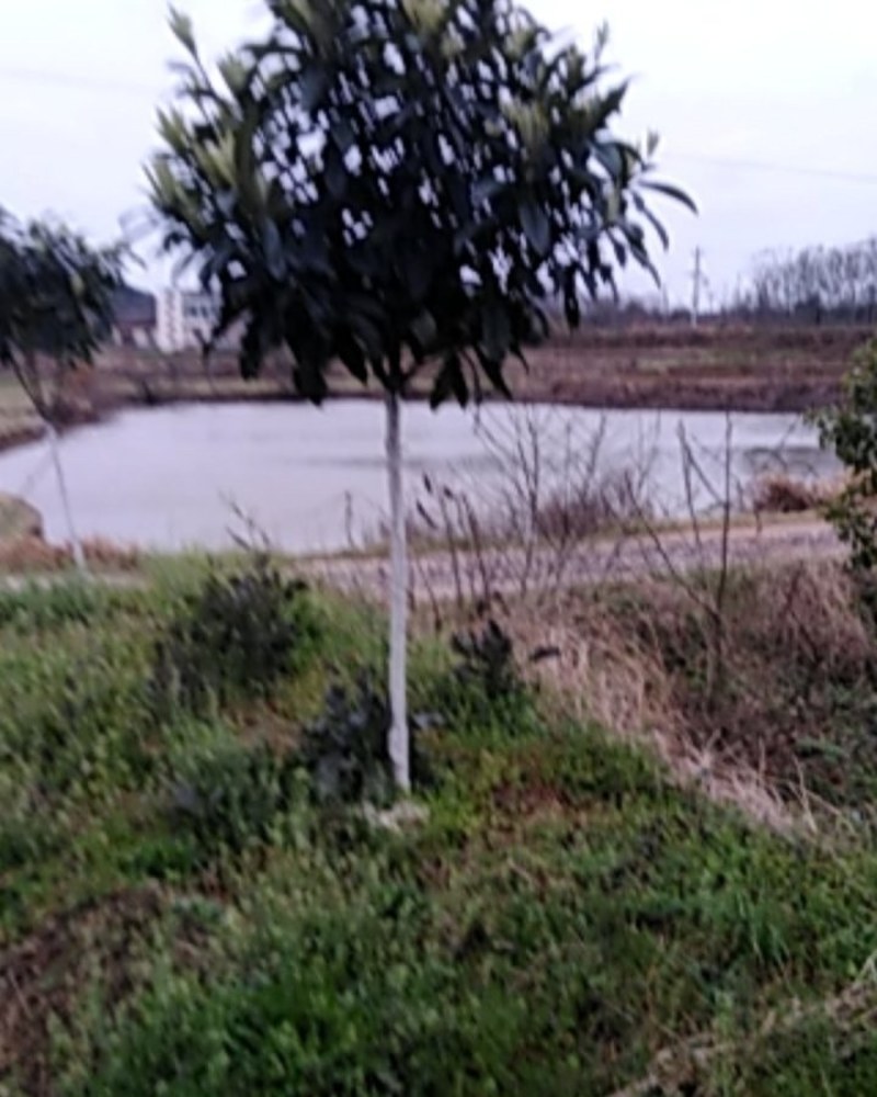枇杷树苗自产自销，货源充足，整车物流，诚信合作