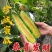 【专业供应】百万亩博洋61甜瓜大量上市专业供应诚信代收