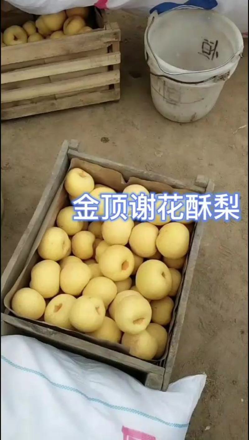 宁陵酥梨，大量出窖，批发零售
