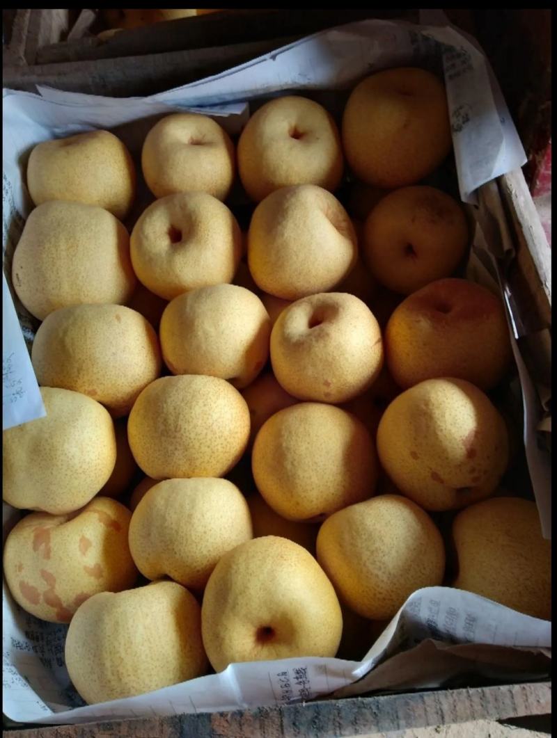 宁陵酥梨，大量出窖，批发零售