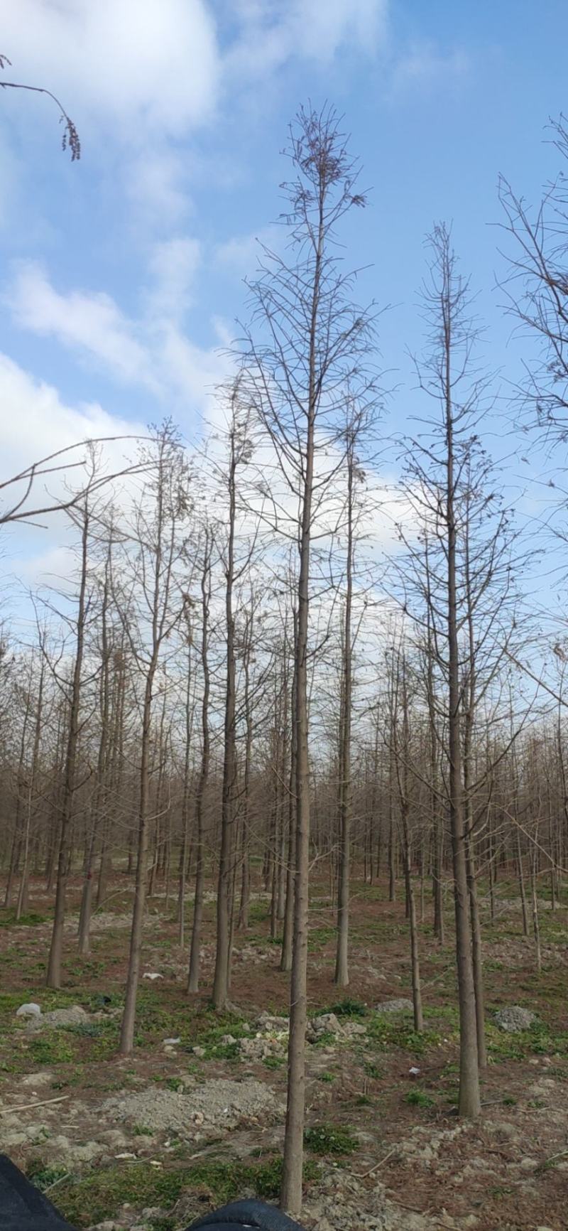 池杉水杉落羽杉中山杉墨西哥落羽杉苗圃位于江苏盐城大丰