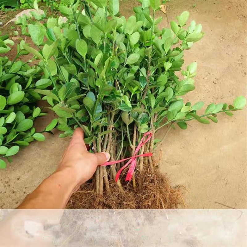 冬青球，冬青床苗，冬青大苗很细发达成活率高