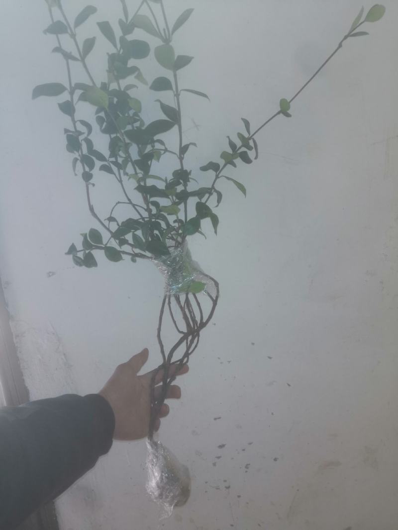 风车茉莉苗盆栽爬藤植物阳台庭院植物四季常青意大利络石藤