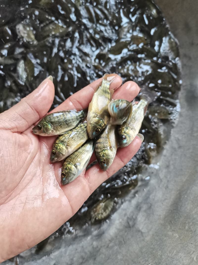【罗非鱼苗】宝路罗非苗.脆肉罗非苗.海南1号.吉富.奥尼