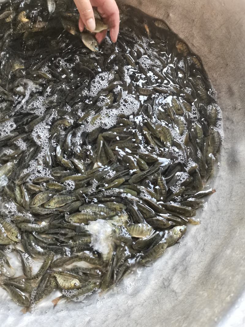 【罗非鱼苗】宝路罗非苗.脆肉罗非苗.海南1号.吉富.奥尼