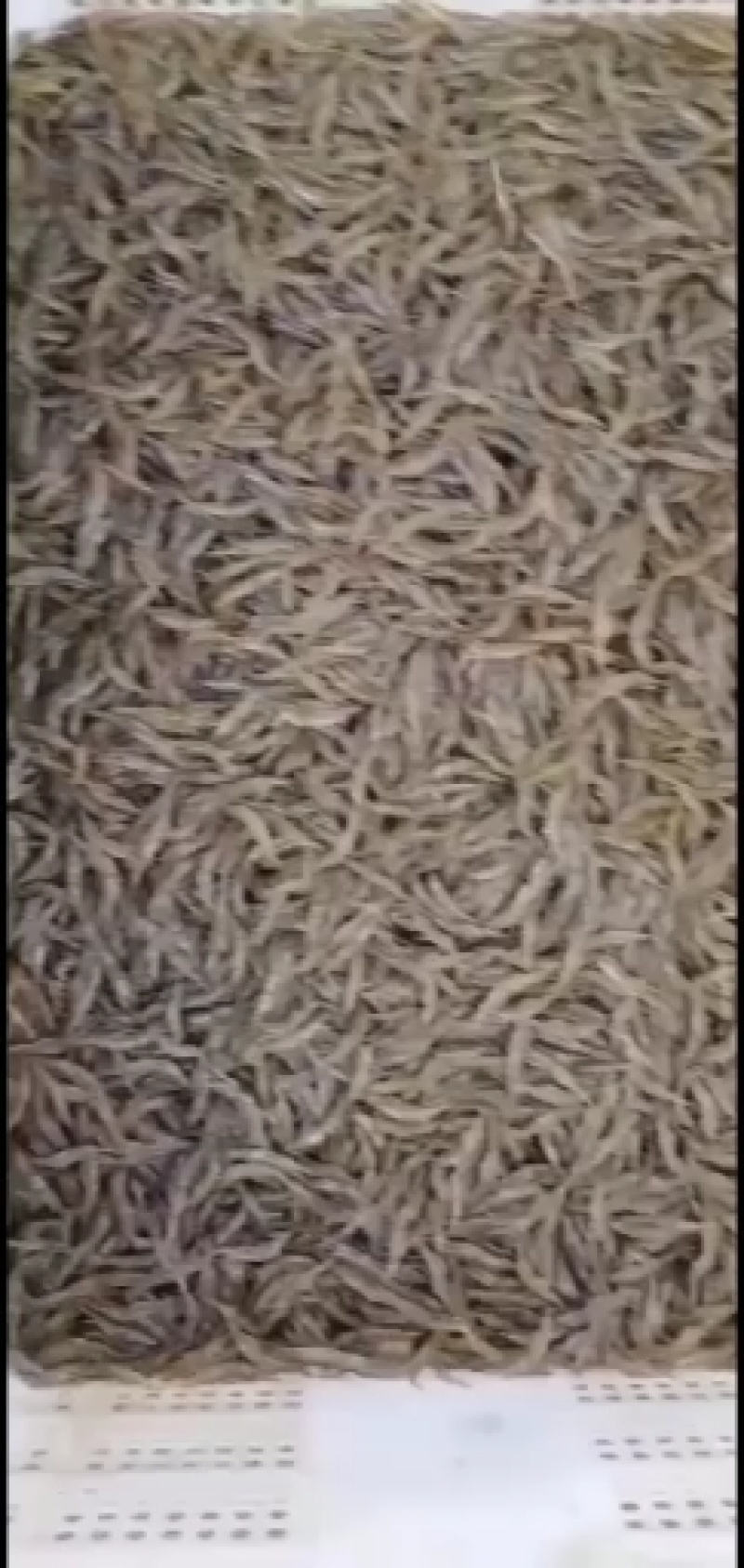 水产米虾新鲜干净白米虾小野鱼大量出售米虾