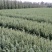 雪松小苗，量大从优。海量