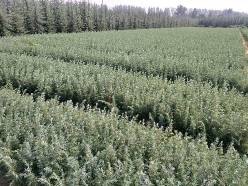雪松小苗，量大从优。海量