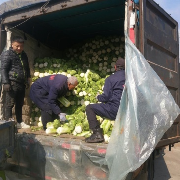 大白菜大量出售，迁安彭店子大白菜