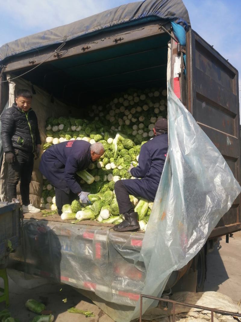 大白菜大量出售，迁安彭店子大白菜