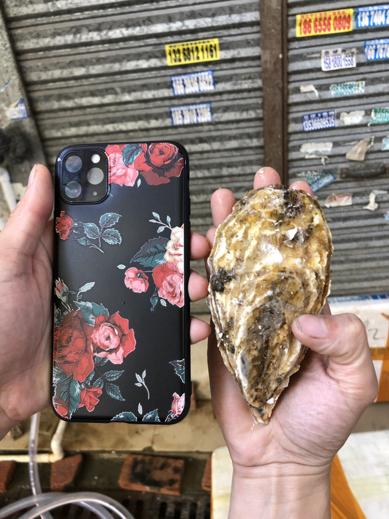 山东蚝乳山蚝100斤装广东发货牡蛎海蛎子