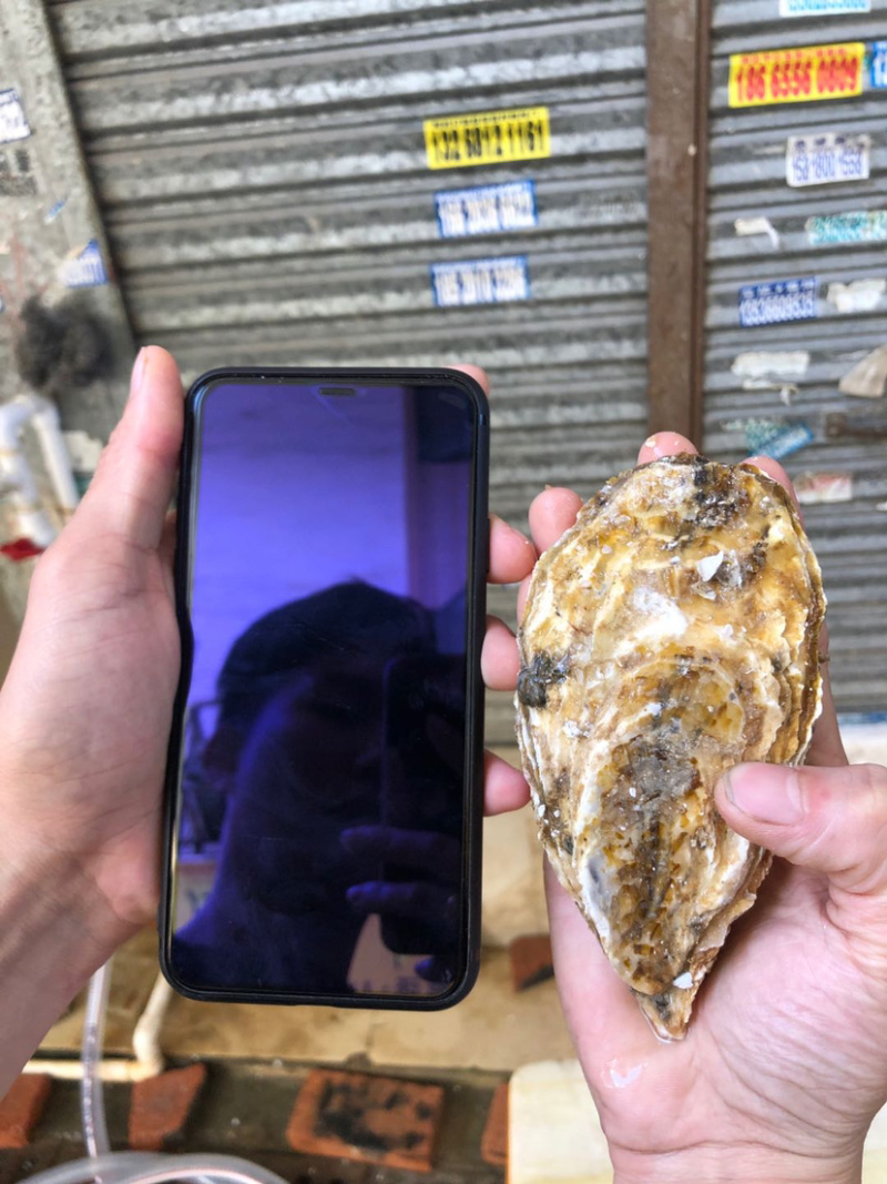 山东蚝乳山蚝100斤装广东发货牡蛎海蛎子
